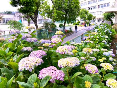 5月２７日　今朝の登校風景