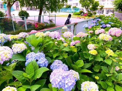 5月２７日　今朝の登校風景1