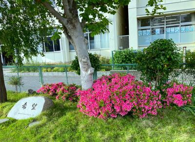 5月２７日　校庭の様子