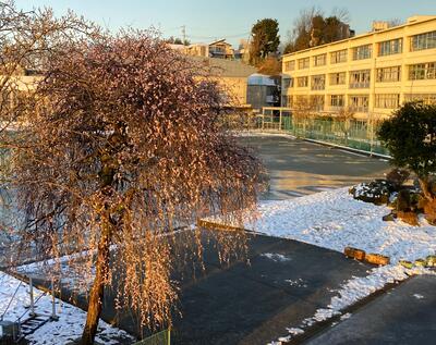 ２月７日　早朝の校庭の様子3