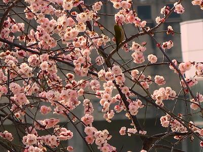 ２月15日　しだれ梅