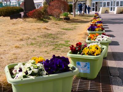 ３月１日　花壇の様子4