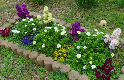 ３月１日　花壇の様子7