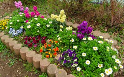 ３月１日　花壇の様子8