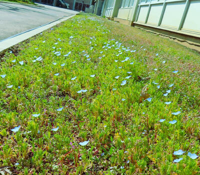 ３月１日　花壇の様子5