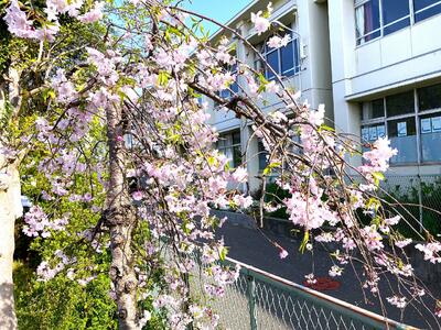 4月14日　東校舎前のしだれ桜