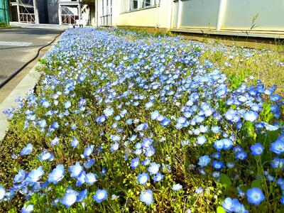 4月14日　ネモフィラ畑