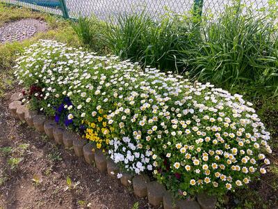 4月14日　テニスコート脇の花壇