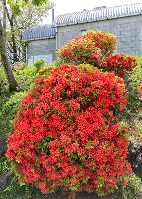 ４月２０日　校地内の植物7