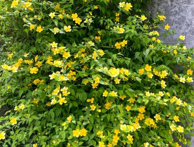 ４月２０日　校地内の植物8