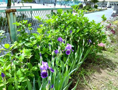 ４月２０日　校地内の植物5