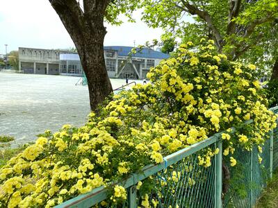 ４月２０日　校地内の植物3