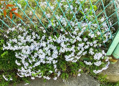 ４月２０日　校地内の植物2