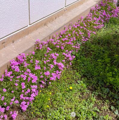 ４月２０日　校地内の植物4